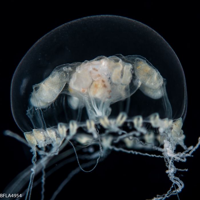 Melicertissa mayeri, medusa, 10mm, Florida, western Atlantic Melicertissa mayeri, medusa, 10mm, Florida, western Atlantic
