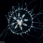 Melicertissa, medusa, 10mm, Florida, western Atlantic