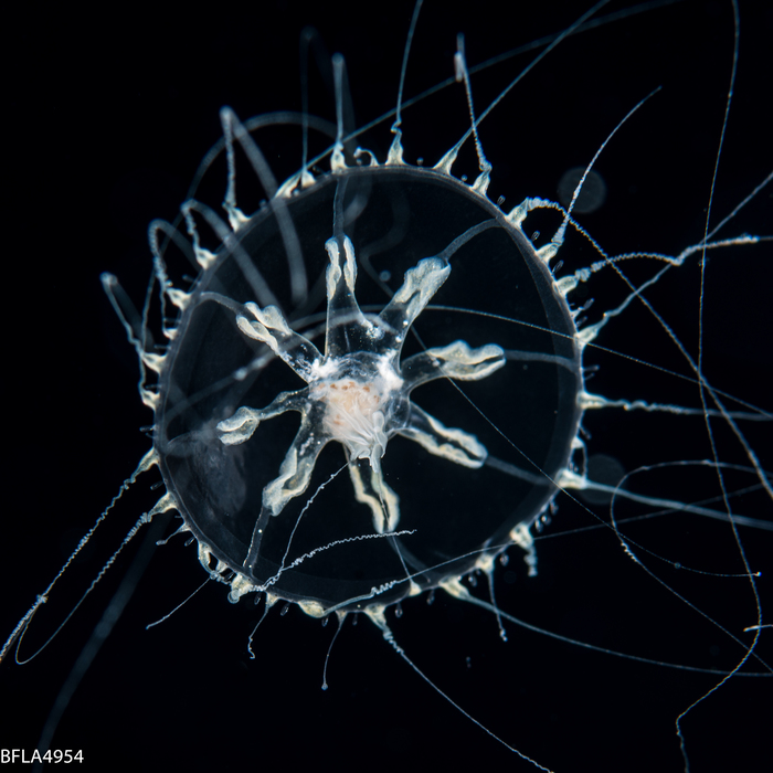 Melicertissa, medusa, 10mm, Florida, western Atlantic Melicertissa, medusa, 10mm, Florida, western Atlantic