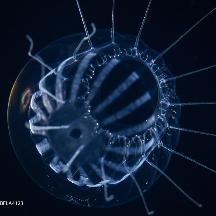 Cunina becki, 20mm, Florida, Western Atlantic Cunina becki, 20mm, Florida, Western Atlantic