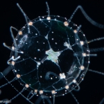 Proboscidactyla gemmifera, diameter 3 mm, Gulf Stream off Florida, USA