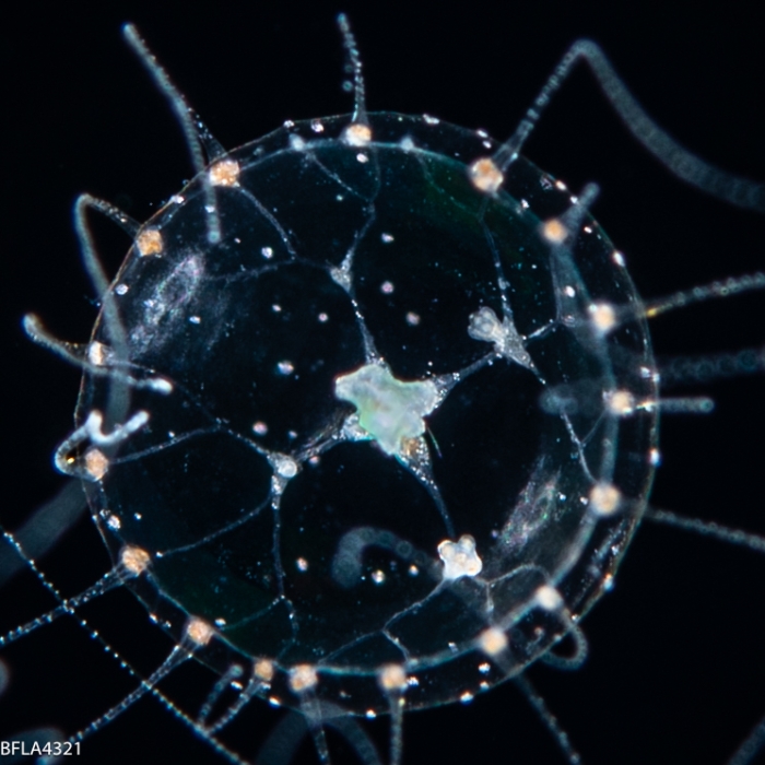 Proboscidactyla gemmifera, diameter 3 mm, Gulf Stream off Florida, USA Proboscidactyla gemmifera, diameter 3 mm, Gulf Stream off Florida, USA