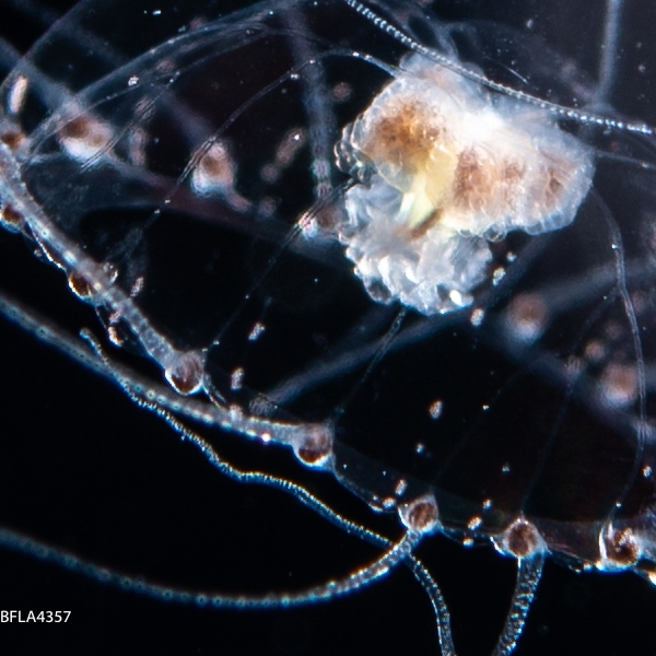 Proboscidactyla ornata, from Gulf Stream off Florida, USA, bell size 5 mm, mature female