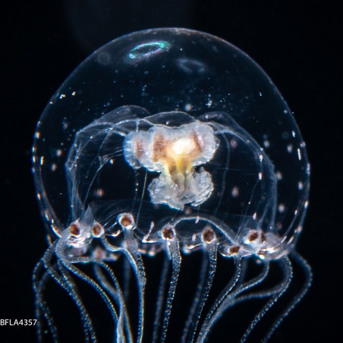 Proboscidactyla ornata, from Gulf Stream off Florida, USA, bell size 5 mm, mature female