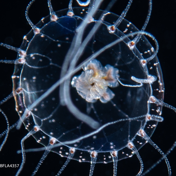 Proboscidactyla ornata, from Gulf Stream off Florida, USA, bell size 5 mm, mature female