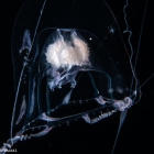 Pandeopsis prolifera, size 8 mm, living holotype, Gulfstream off Florida, USA