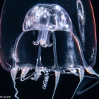 Pandeopsis prolifera, size 5 mm, Gulf Stream off Florida, USA