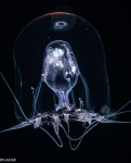 Hydrozoa (hydroids)