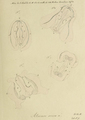 Alcinoe rosea original figure from Mertens, author: Paulay, Gustav