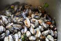 12e Vlaams Aquacultuursymposium (20 Oktober 2023)