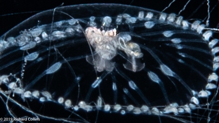 Gastroblasta timida, 6 mm, Gulf Stream off Florida, USA