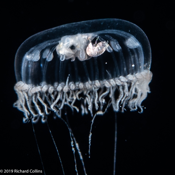 Gastroblasta timida, 6 mm, Gulf Stream off Florida, USA Gastroblasta timida, 6 mm, Gulf Stream off Florida, USA