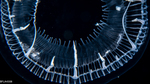 Aequorea taiwanensis, diameter 31 mm, Gulf Stream off Florida, USA