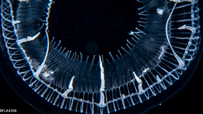 Aequorea taiwanensis, diameter 31 mm, Gulf Stream off Florida, USA