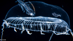 Aequorea taiwanensis, diameter 31 mm, Gulf Stream off Florida, USA