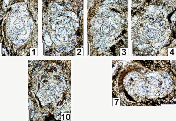 Olgaorlovella davydovi Vachard, Krainer & Lucas, 2015 Olgaorlovella davydovi Vachard, Krainer & Lucas, 2015