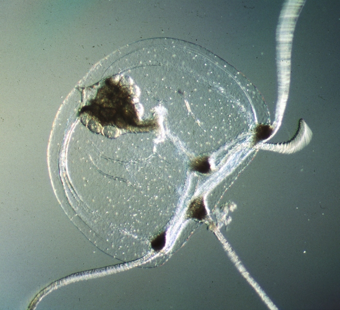Podocoryna exigua, medusa, ca. 1 mm, newly released but already mature (eggs on manubrium) Podocoryna exigua, medusa, ca. 1 mm, newly released but already mature (eggs on manubrium)