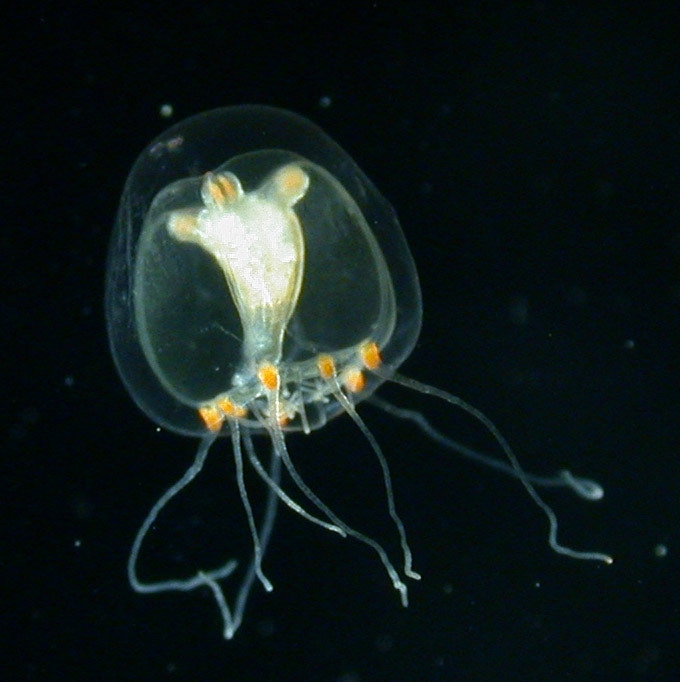medusa of Podocoryna areolata, loc. Norway medusa of Podocoryna areolata, loc. Norway