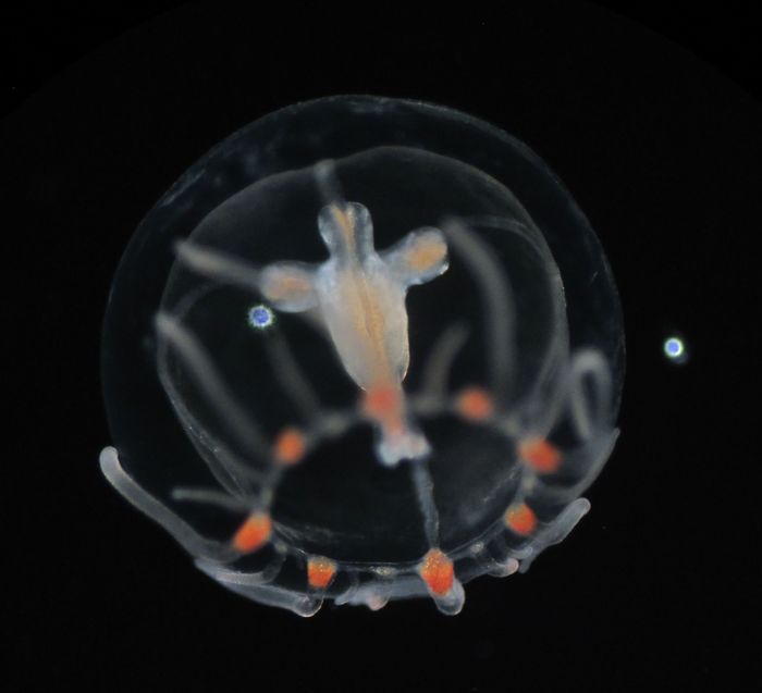 medusa of Podocoryna areolata, loc. Norway medusa of Podocoryna areolata, loc. Norway