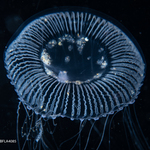 Aequorea neocyanea, medusa, diameter 60 mm, Gulf Stream off Florida, USA