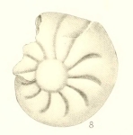 Nonionina advena Cushman, 1922