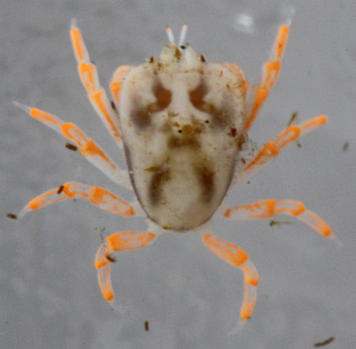 Lithoscaptus aquarius - holotype