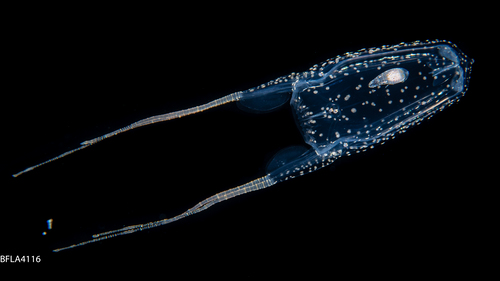 Alatina alata, Gulf Stream off Florida, USA Alatina alata, Gulf Stream off Florida, USA