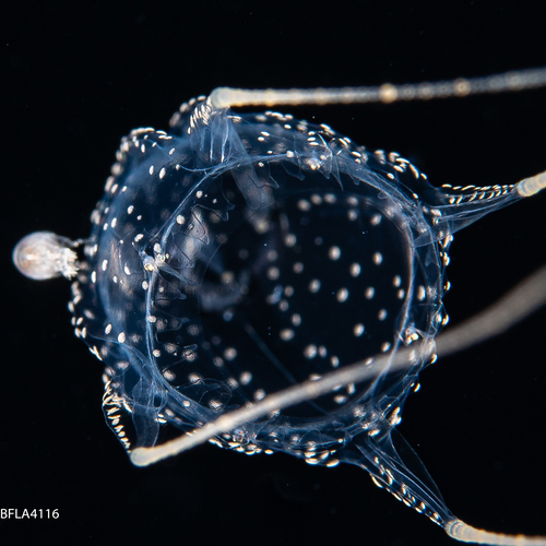 Alatina alata, Gulf Stream off Florida, USA Alatina alata, Gulf Stream off Florida, USA