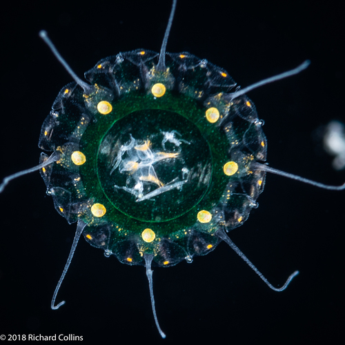 Nausithoe maculata - Gulf Stream off Florida, USA Nausithoe maculata - Gulf Stream off Florida, USA