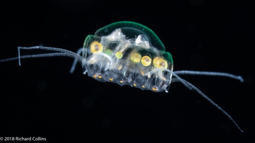 Nausithoe maculata - Gulf Stream off Florida, USA Nausithoe maculata - Gulf Stream off Florida, USA