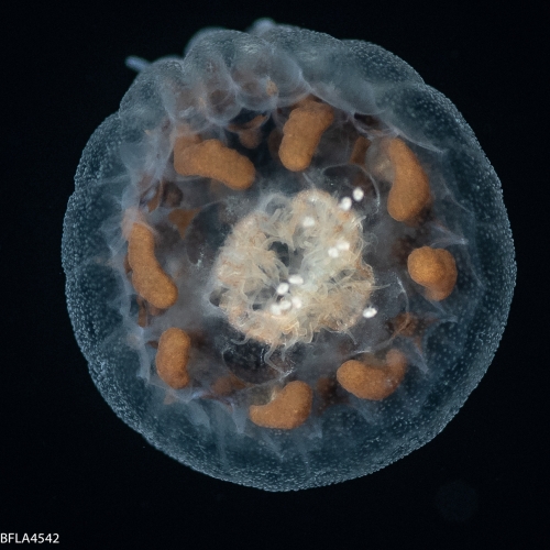 Linuche unguiculata, Gulf Stream edge off Florida, USA Linuche unguiculata, Gulf Stream edge off Florida, USA