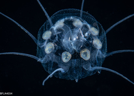 Nausithoe punctata,  Gulf Stream edge off Florida, USA