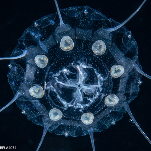 Nausithoe punctata, Gulf Stream edge off Florida, USA Nausithoe punctata, Gulf Stream edge off Florida, USA
