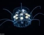 Nausithoe punctata,  Gulf Stream edge off Florida, USA, author: Collins, Richard
