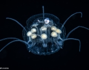 Nausithoe punctata,  Gulf Stream edge off Florida, USA