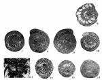 Aberisphaera gambanica Wan, 1991