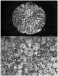 Alanlordia niasensis Banner & Samuel, 1995