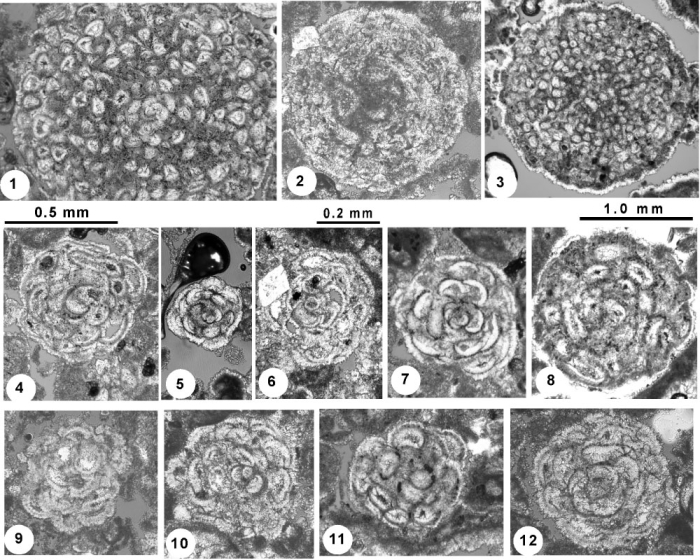 Globogypsinoides browardensis Robinson & Cunningham, 2022 Globogypsinoides browardensis Robinson & Cunningham, 2022