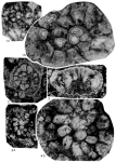Boninella boninensis Matsumaru, 1996