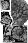 Paleomiogypsina boninensis Matsumaru, 1996