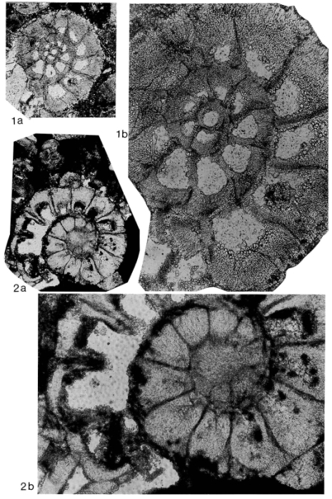 Paleomiogypsina boninensis Matsumaru, 1996 Paleomiogypsina boninensis Matsumaru, 1996