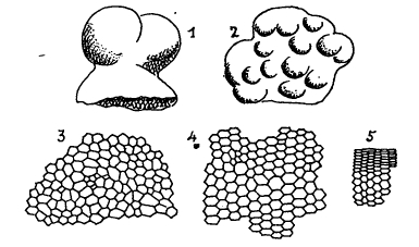 Solenomeris ogormani Douvillé, 1924 Solenomeris ogormani Douvillé, 1924