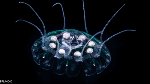 Nausithoe punctata, Gulf Stream edge off Florida, USA Nausithoe punctata, Gulf Stream edge off Florida, USA