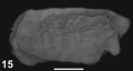 Ostracoda (seed shrimp)