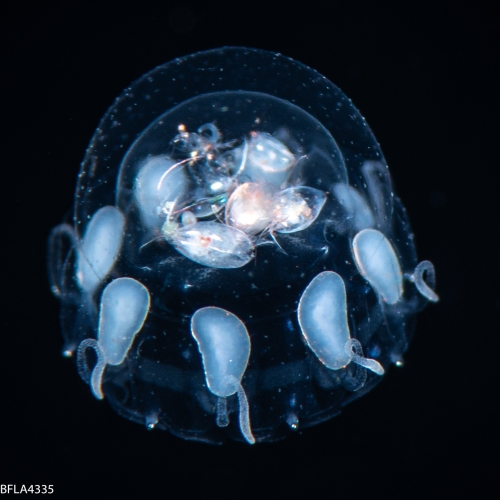 Nausithoe marginata, Gulf Stream edge off Florida, USA Nausithoe marginata, Gulf Stream edge off Florida, USA