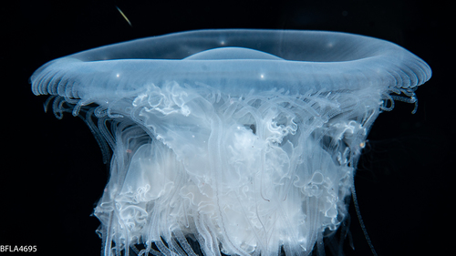 Drymonema larsoni, Gulf Stream edge off Florida, USA Drymonema larsoni, Gulf Stream edge off Florida, USA