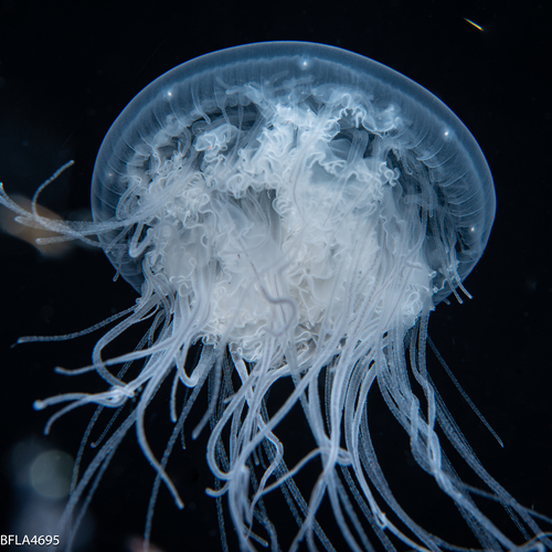 Drymonema larsoni, Gulf Stream edge off Florida, USA Drymonema larsoni, Gulf Stream edge off Florida, USA