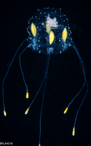 Atorella vanhoeffeni, 10mm, Gulf Stream edge off Florida, USA Atorella vanhoeffeni, 10mm, Gulf Stream edge off Florida, USA