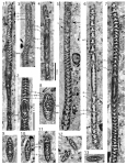 Alexina papyracea Hottinger & Caus, 2009