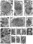 Eofallotia simplex Hottinger & Caus, 2009
